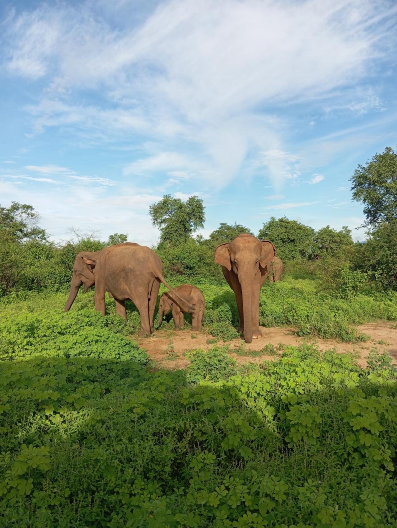 Tusker'S Paradise Safari Villa ウダワラウェ エクステリア 写真