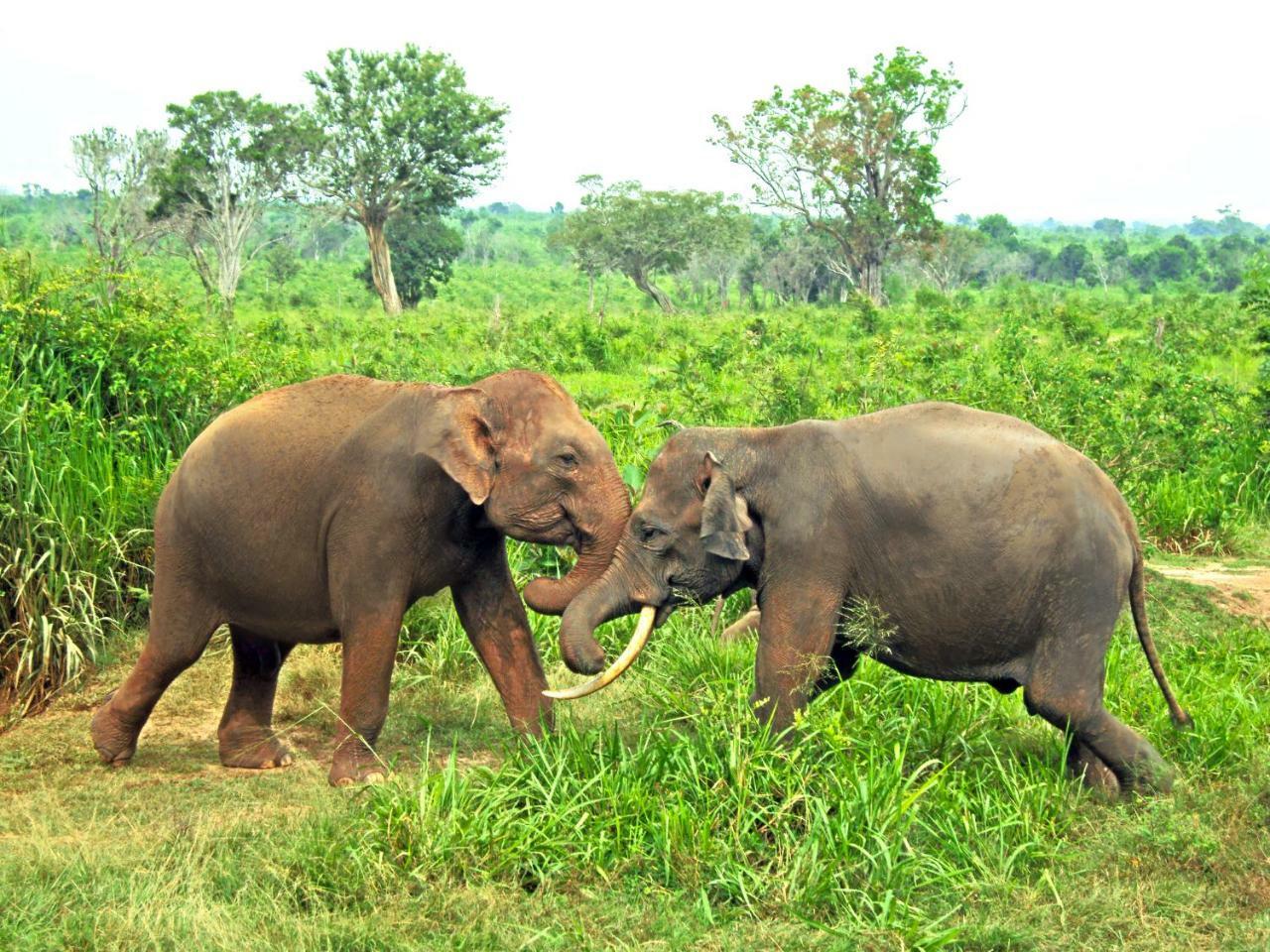 Tusker'S Paradise Safari Villa ウダワラウェ エクステリア 写真