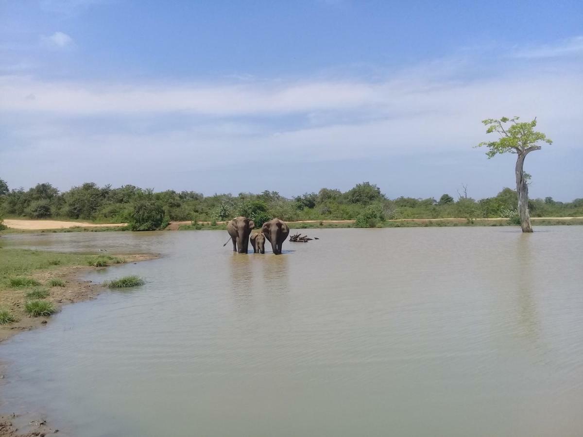 Tusker'S Paradise Safari Villa ウダワラウェ エクステリア 写真