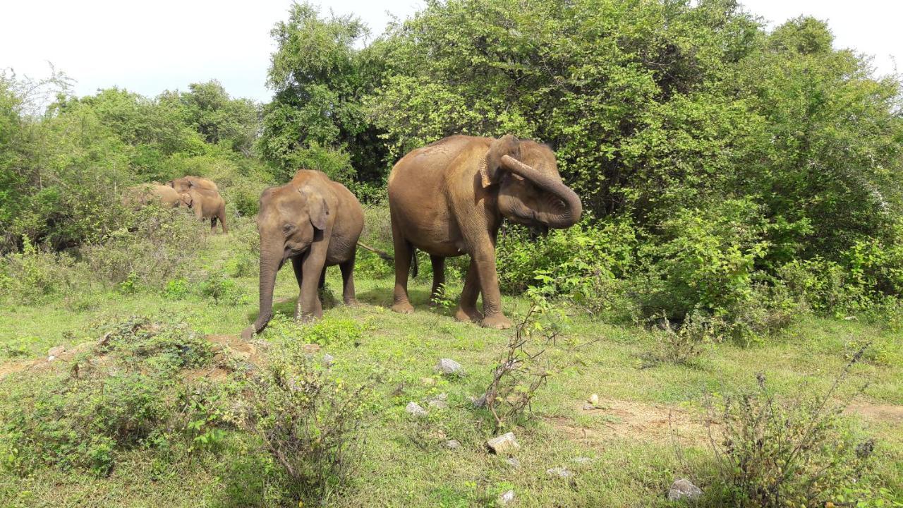 Tusker'S Paradise Safari Villa ウダワラウェ エクステリア 写真