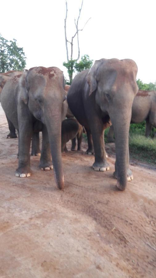 Tusker'S Paradise Safari Villa ウダワラウェ エクステリア 写真