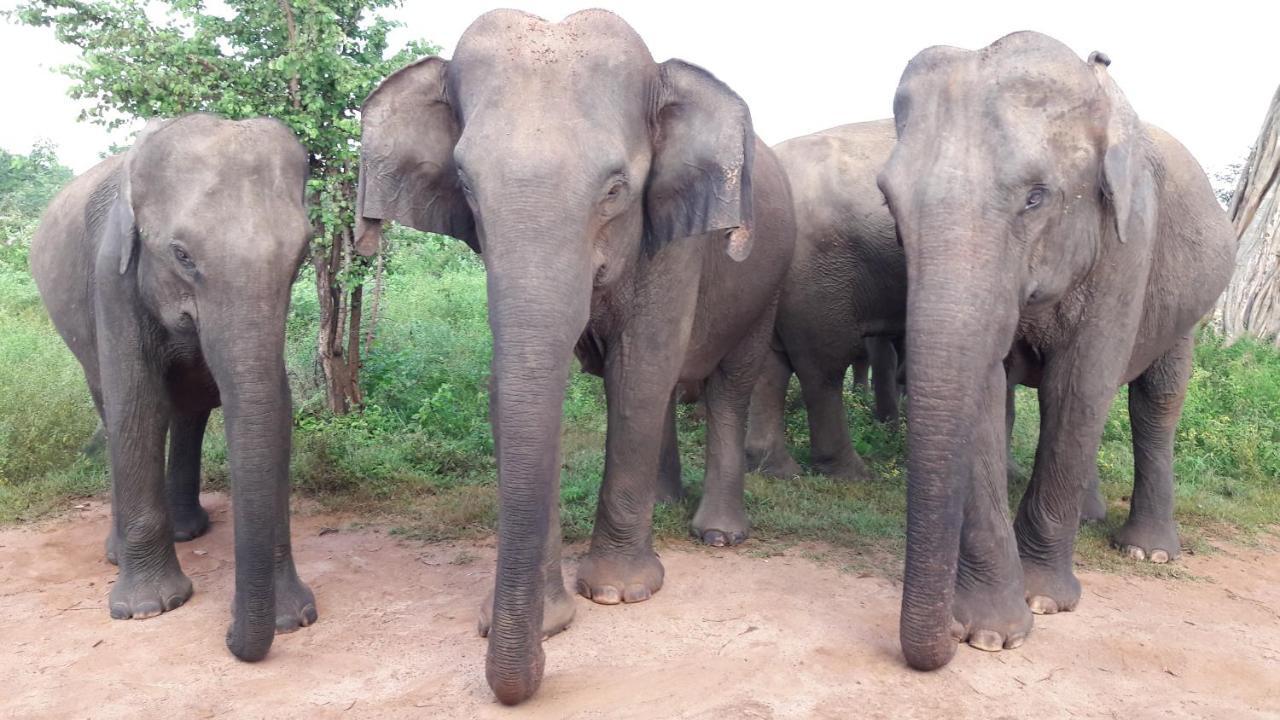 Tusker'S Paradise Safari Villa ウダワラウェ エクステリア 写真