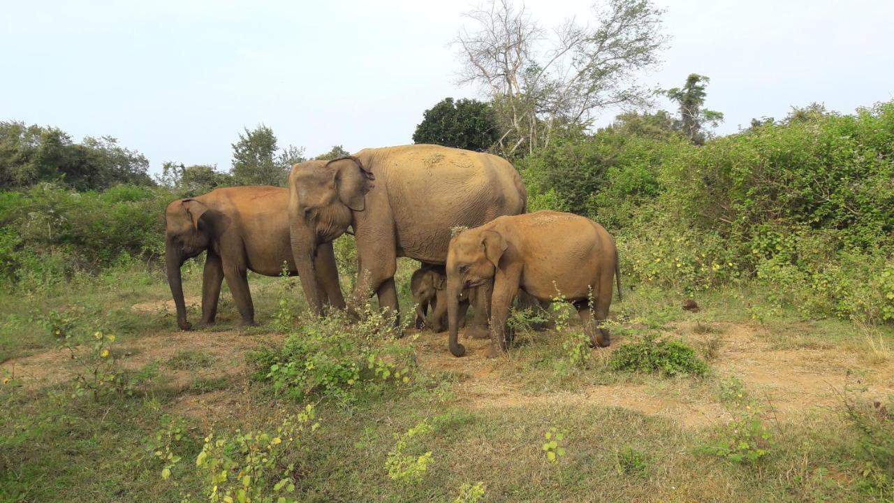 Tusker'S Paradise Safari Villa ウダワラウェ エクステリア 写真